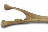 Fossil Hadrosaur (Edmontosaurus) Chevron Bone - Wyoming #377980-2